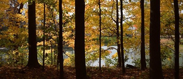 Fall at Dudley Woods MetroPark