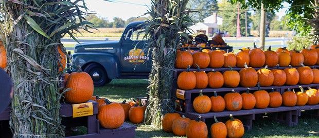 Pumpkin Display Garver Family Farm Market