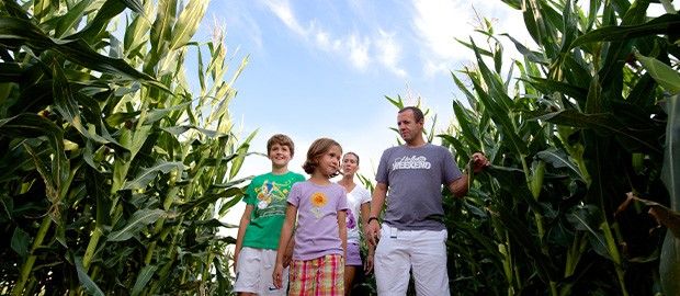 Niederman Fall Festival Corn Maze