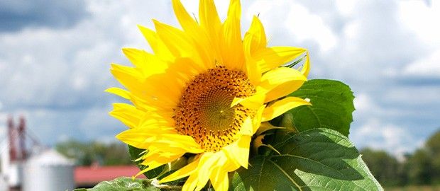 Sunflower at Garver Family Farm Market