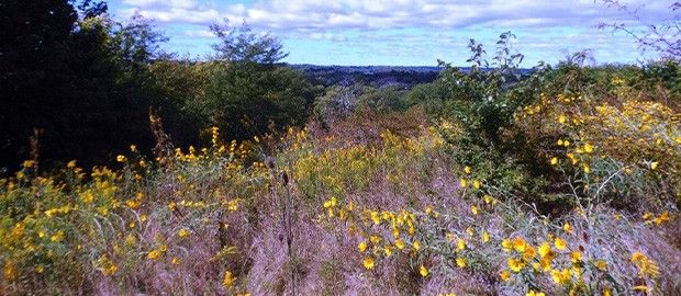Forest Run MetroPark